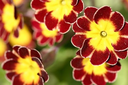 Claret primroseの写真素材