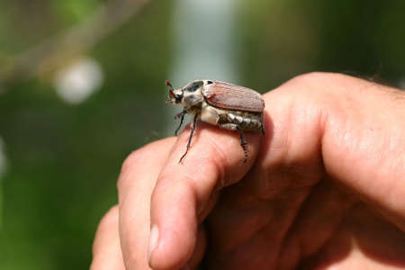 The may-bug flies up from a hand. It is photographed close up