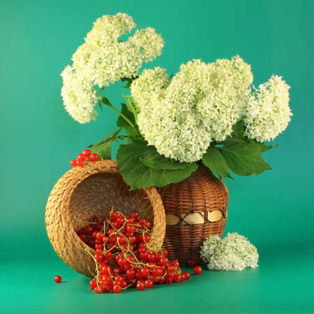 Bouquet of a hydrangea and berries of a red currant.の写真素材