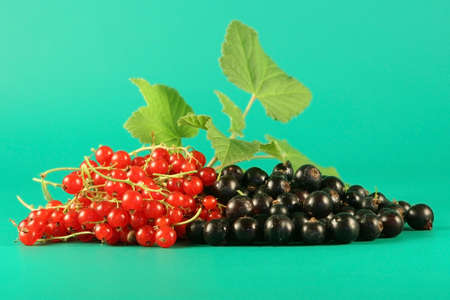 Berries of a red and black currant.の写真素材