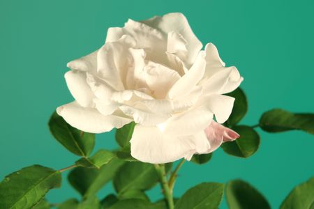 White rose on a green background.の写真素材