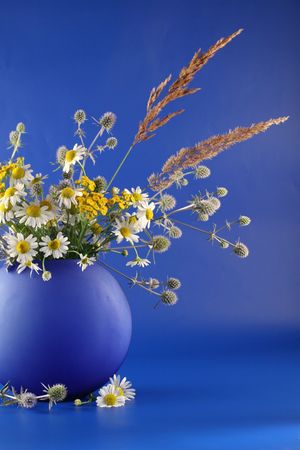 Vase with bouquets of field flowers are photographed on a blue background.の写真素材