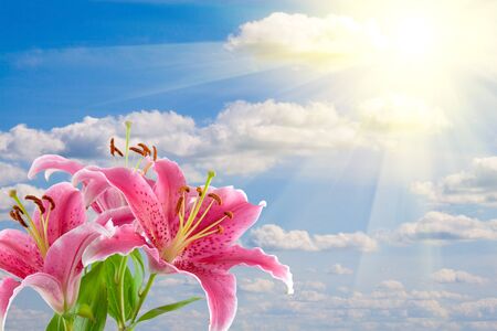 Pink lily against the cloudy sky with the sunの写真素材