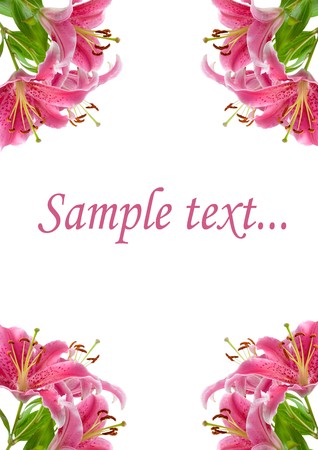 Frame of pink lilies on a white backgroundの写真素材