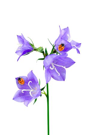 Bluebell and ladybirds isolated on a white backgroundの写真素材