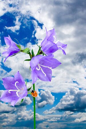 Bluebell and ladybug on the background of the skyの写真素材