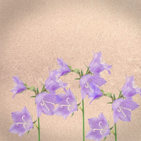 Texture of old paper with flowersの写真素材