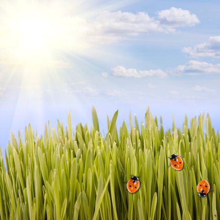 Green grass and ladybugs on the skylineの写真素材