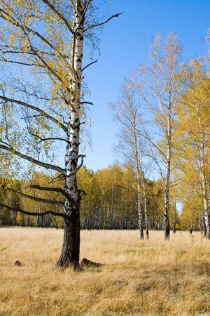 Beautiful autumn landscape on a sunny day, a birch forestの写真素材