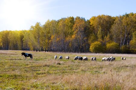 Beautiful autumn landscape with pasture near forestの写真素材