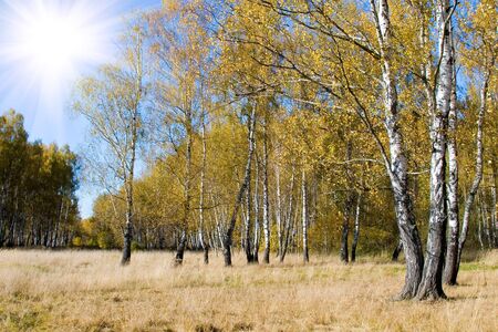 Beautiful autumn landscape on a sunny day, a birch forestの写真素材