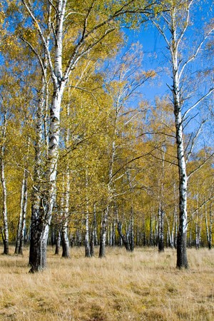 Beautiful autumn landscape on a sunny day, a birch forestの写真素材