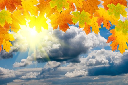 Maple leaves with blue sky and white cloudsの写真素材