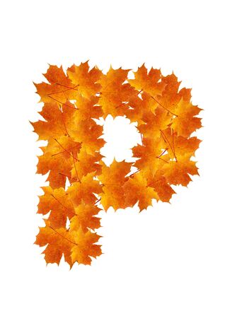 Letter P from orange autumn maple leaves の写真素材