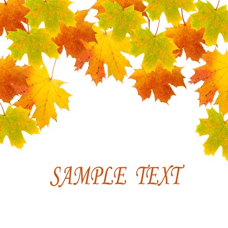 Maple leaves on a white backgroundの写真素材