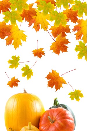 Maple leaves and pumpkins on a white backgroundの写真素材