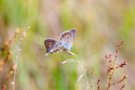 Common Blue - Polyommatus icarus Pair mating の写真素材