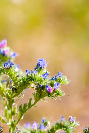 Blue wild flowers on a green backgroundの写真素材