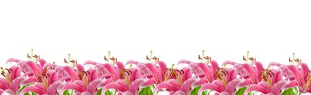 border of pink lilies isolated on a white backgroundの写真素材