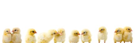 border of ten chickens isolated on a white backgroundの写真素材