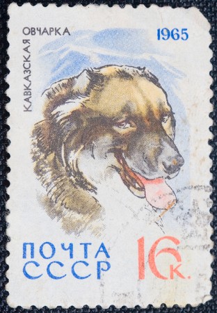 USSR- CIRCA 1965: A stamp printed by USSR shows the Dog Caucasian Shepherd, stamp is from the series, circa 1965の写真素材