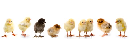 Set of chickens isolated on a white background
