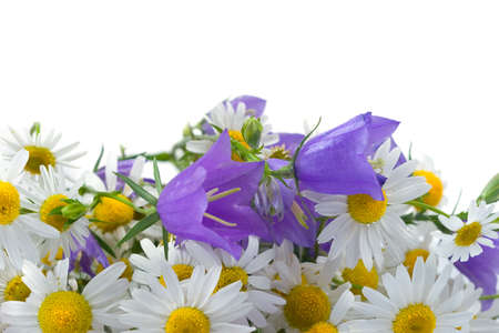 Chamomiles and campanulas on a white background, summer flowerの写真素材