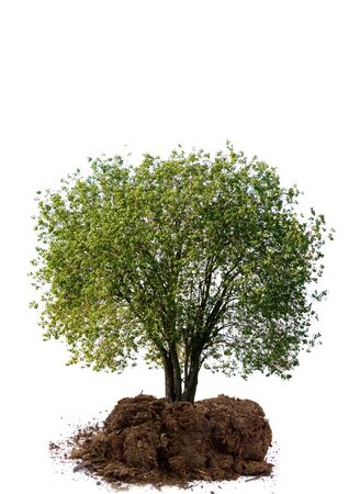 Tree isolated on a white backgroundの写真素材