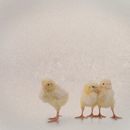 Textured old paper background with chickensの写真素材