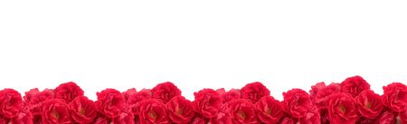 Border of roses isolated on a white backgroundの写真素材