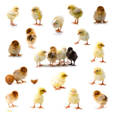 Set of chickens isolated on a white background