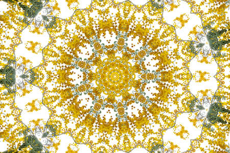 Kaleidoscope. Branch of mimosa plant with round fluffy yellow flowers