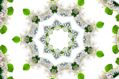 Kaleidoscope. Apple-tree blossoms on a white background の写真素材