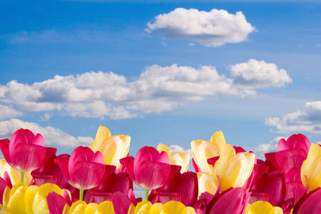 Beautiful pink and yellow tulips against  a cloudy skyの写真素材