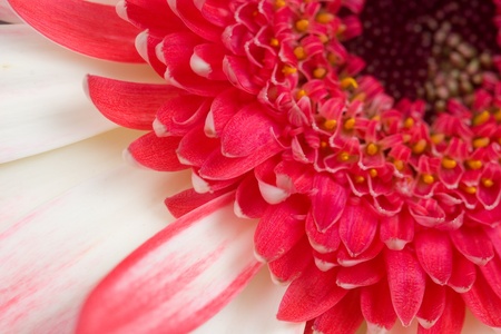 Pink gerbera  close-up,  floral  backgroundの写真素材