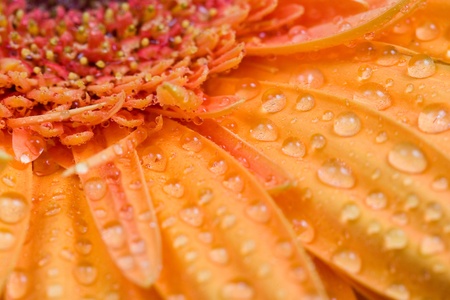 Orange gerbera  close-up,  floral  backgroundの写真素材