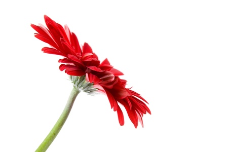 Red gerbera  isolated  on white backgroundの写真素材