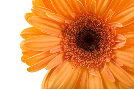 Orange gerbera  isolated  on white backgroundの写真素材