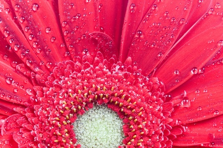 Red gerbera  close-up,  floral  backgroundの写真素材