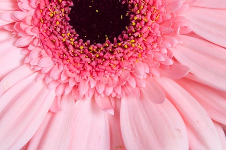 Pink gerbera close-up,  floral  backgroundの写真素材