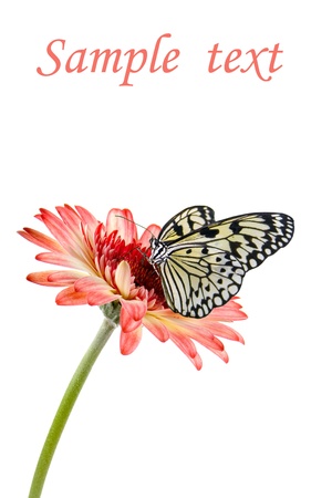 Tropical butterfly on a flower isolated on a white backgroundの写真素材