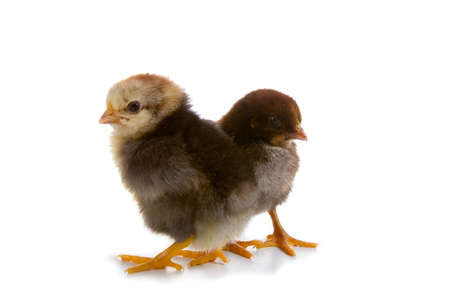 Chickens isolated on a white background の写真素材