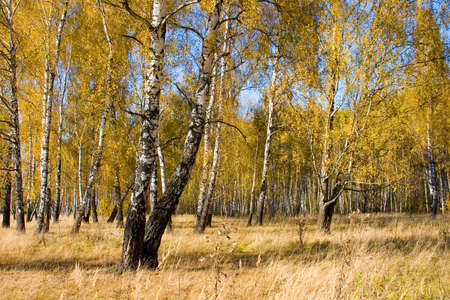 Beautiful autumn landscape with yellow, red and green trees の写真素材
