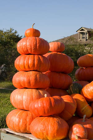 Orange pumpkins are for sale outdoorsの写真素材