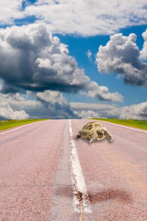 Turtles creeps on the asphalted roadの写真素材