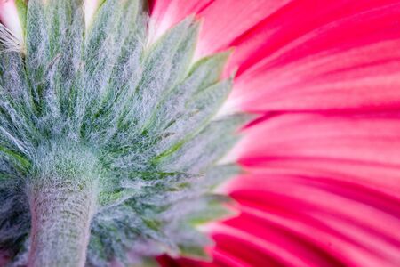 Red gerbera  close-up,  floral  backgroundの写真素材