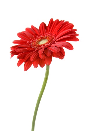 Red gerbera  isolated  on a white backgroundの写真素材