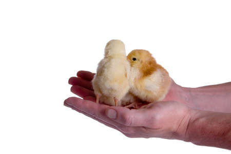 Chickens in hand isolated on white backgroundの写真素材