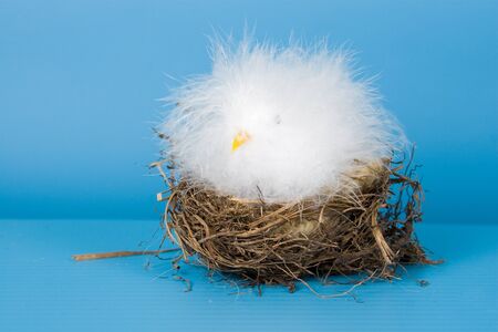 White bird on the nest on a blue background