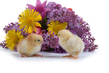 Chickens and  bouquet of flowers isolated  on a white backgroundの写真素材
